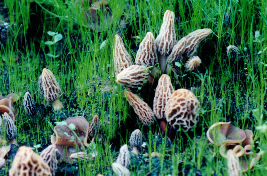 Grow Your Own Morel Mushrooms
 1 Morel Habitat Kit – Home Grow Morel Mushrooms Kit