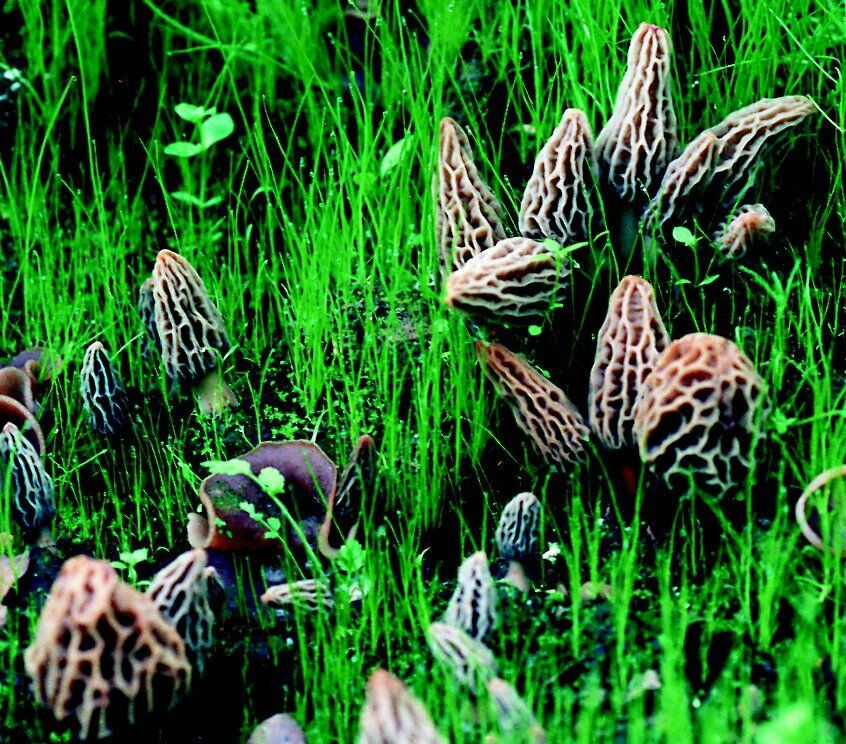 Grow Your Own Morel Mushrooms
 Morel Habitat Kit Backyard Morel Mushroom Growing Kit
