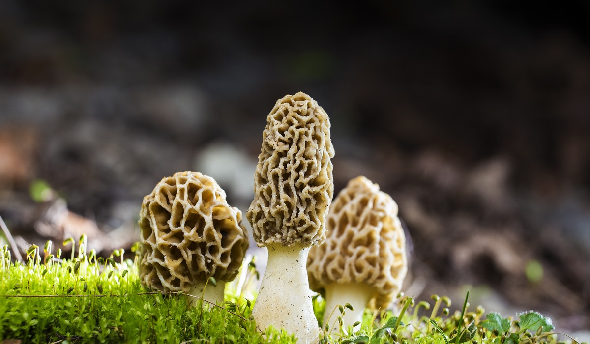 Grow Your Own Morel Mushrooms
 Video How to Grow Morel Mushrooms in Your Backyard
