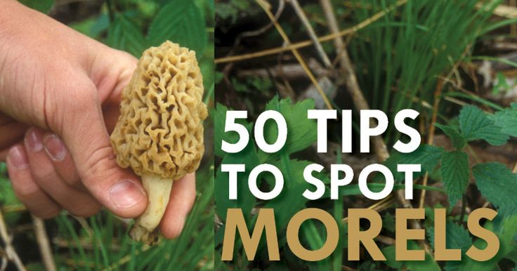 Grow Your Own Morel Mushrooms
 1000 images about Mushrooms on Pinterest