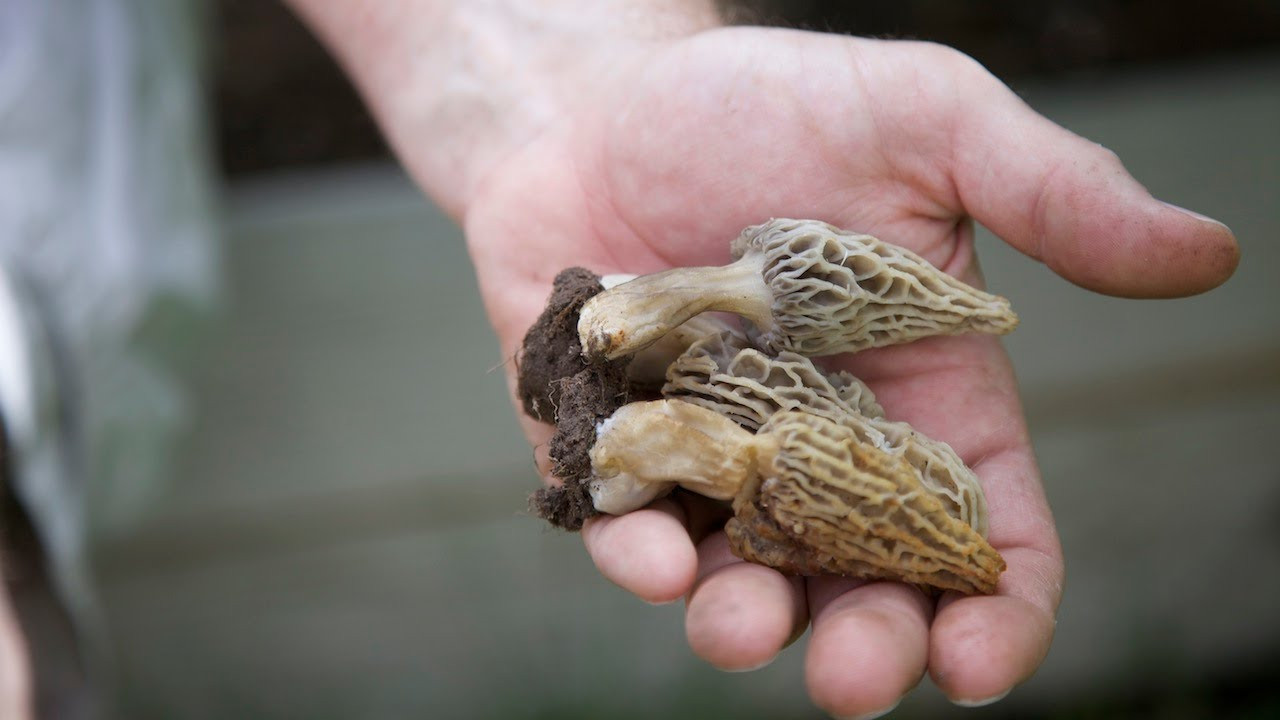 Grow Your Own Morel Mushrooms
 Home Grown Morel Mushrooms