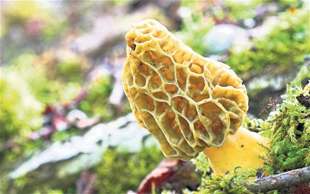 Grow Your Own Morel Mushrooms
 Grow your own delicious mushrooms Telegraph