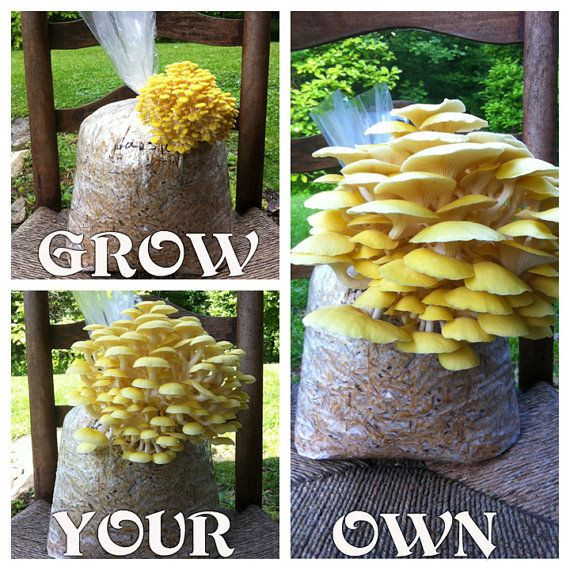 Grow Your Own Morel Mushrooms
 Grow Your Own Golden Oyster Mushroom KIt DIY by