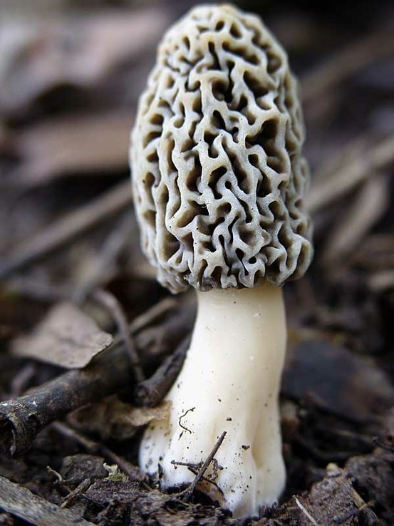 Grow Your Own Morel Mushrooms
 21 best morel mushrooms images on Pinterest