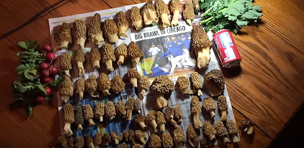 Grow Your Own Morel Mushrooms
 How to Grow Your Own Morel Mushrooms [VIDEO]