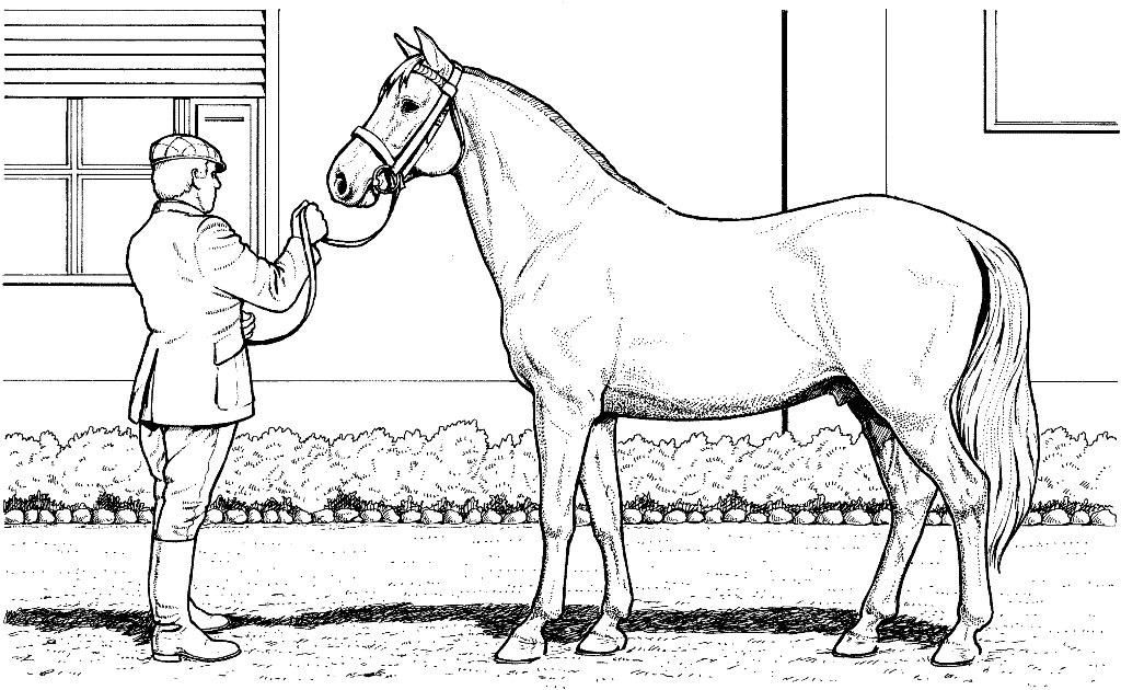 Horse Coloring Pages For Older Kids
 Pin by MJ Toker on You are never too old for coloring