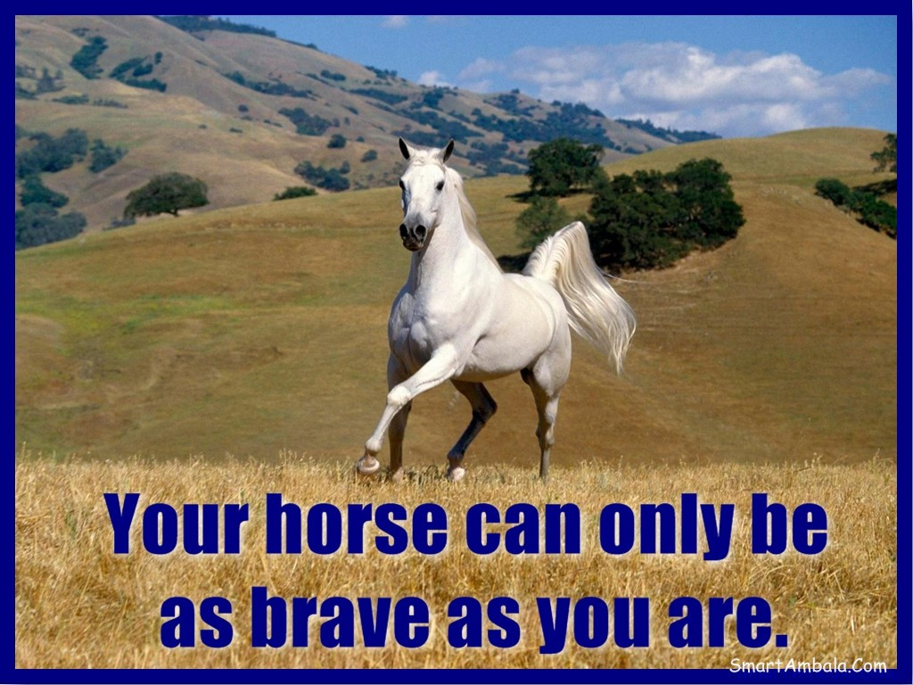 Horse Quotes Funny
 Horse Quotes That Will Make You Cry QuotesGram