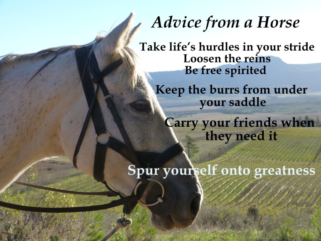 Horse Quotes Funny
 Inspirational Quotes About Riding Horses QuotesGram