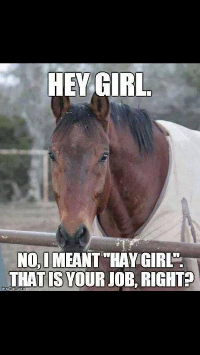 Horse Quotes Funny
 35 best horse signs images on Pinterest