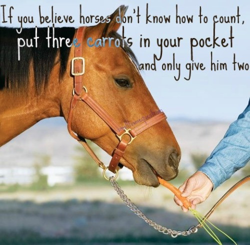 Horse Quotes Funny
 Funny Horse Quotes And Sayings QuotesGram