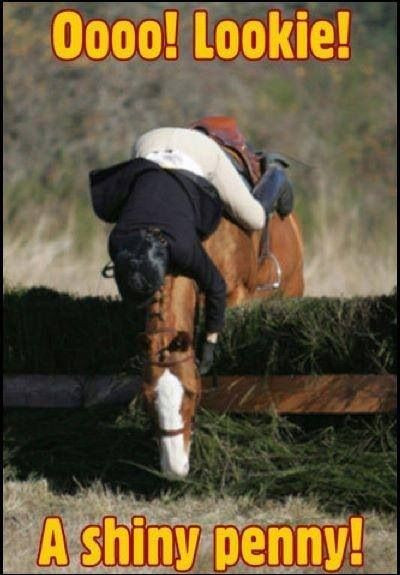 Horse Quotes Funny
 Horse Show Funny Quotes QuotesGram
