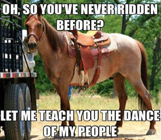 Horse Quotes Funny
 Funny Horseback Riding Quotes QuotesGram