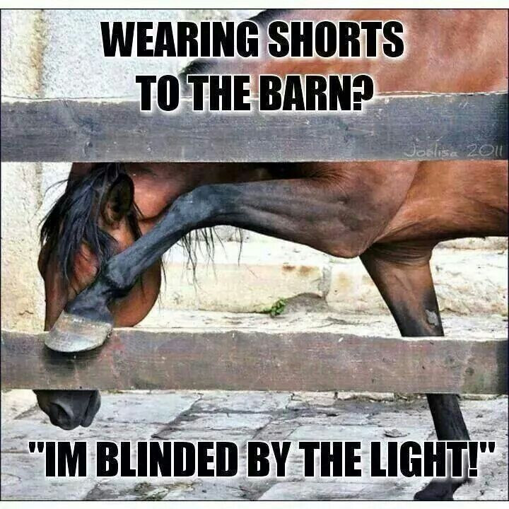 Horse Quotes Funny
 75 best images about Funny Horse on Pinterest