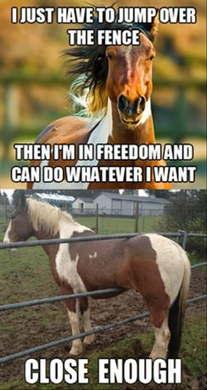Horse Quotes Funny
 Funny Horse Jumping Quotes QuotesGram