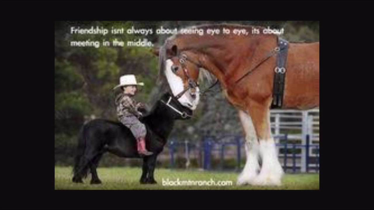Horse Quotes Funny
 Funny horse quotes and sayings