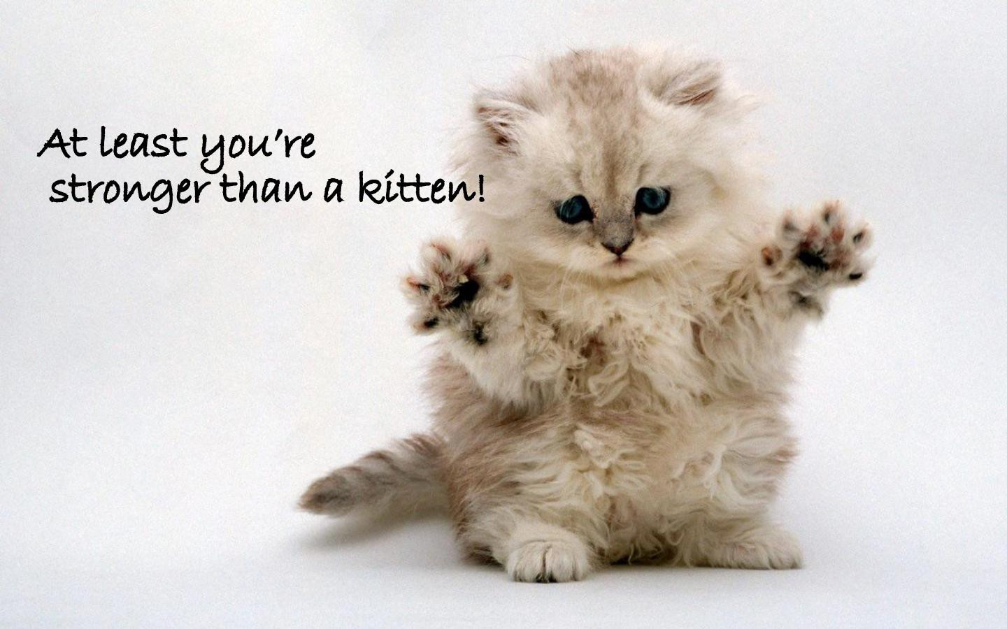 Kitten Quotes Funny
 quotes