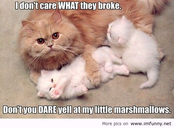 Kitten Quotes Funny
 Top 35 most funniest cat quotes – Quotes Words Sayings