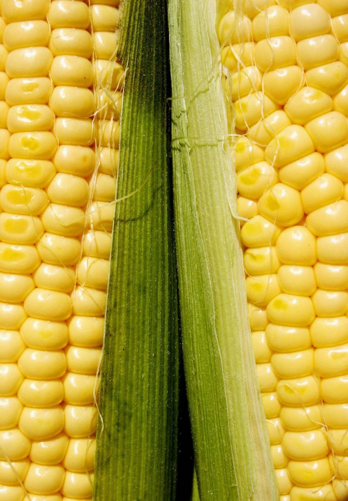 Microwave Corn On Cob In Husk
 How To Cook Corn In The Husk Microwave Grill Bake Boil