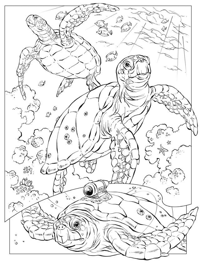Ocean Adult Coloring Pages
 Free Printable Ocean Coloring Pages For Kids