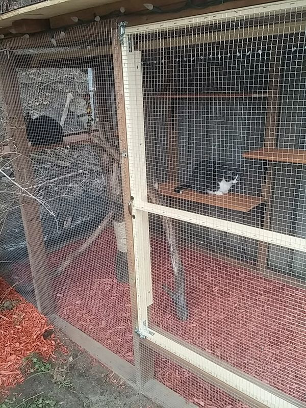 Outdoor Cat Enclosure DIY
 Outdoor Cat Jungle Gym