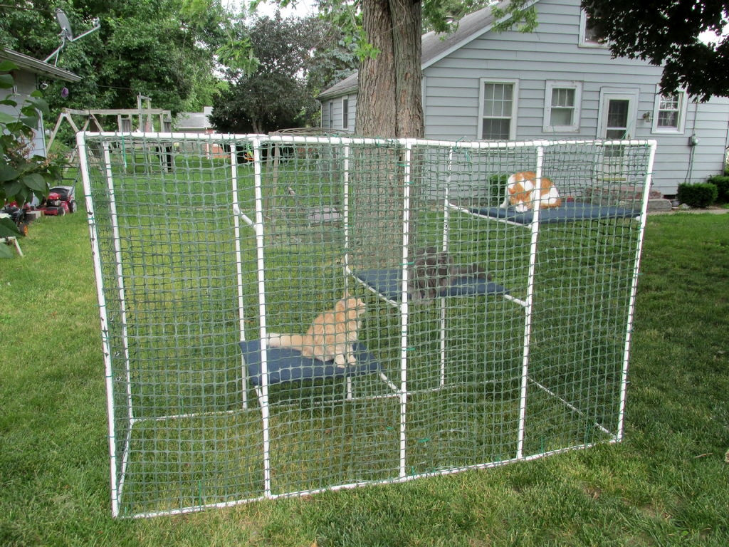 Outdoor Cat Enclosure DIY
 PVC Cat Enclosure petdiys
