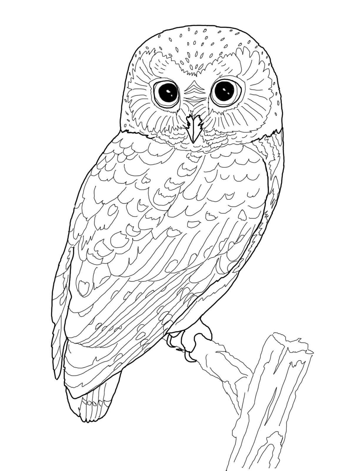 Owl Coloring Pages For Kids
 Owl Coloring Pages