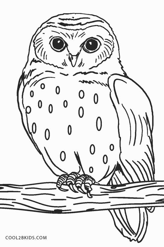 Owl Coloring Pages For Kids
 Free Printable Owl Coloring Pages For Kids