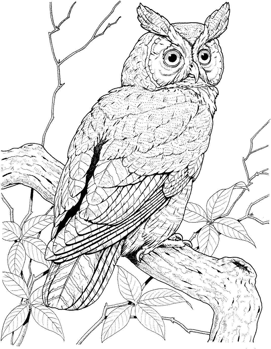 Owl Coloring Pages Printable
 Owl Coloring Pages