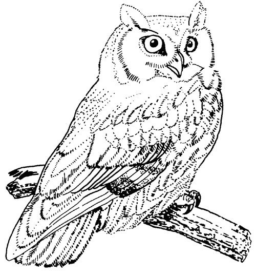 Owl Coloring Pages Printable
 inkspired musings A Parliament of Owls