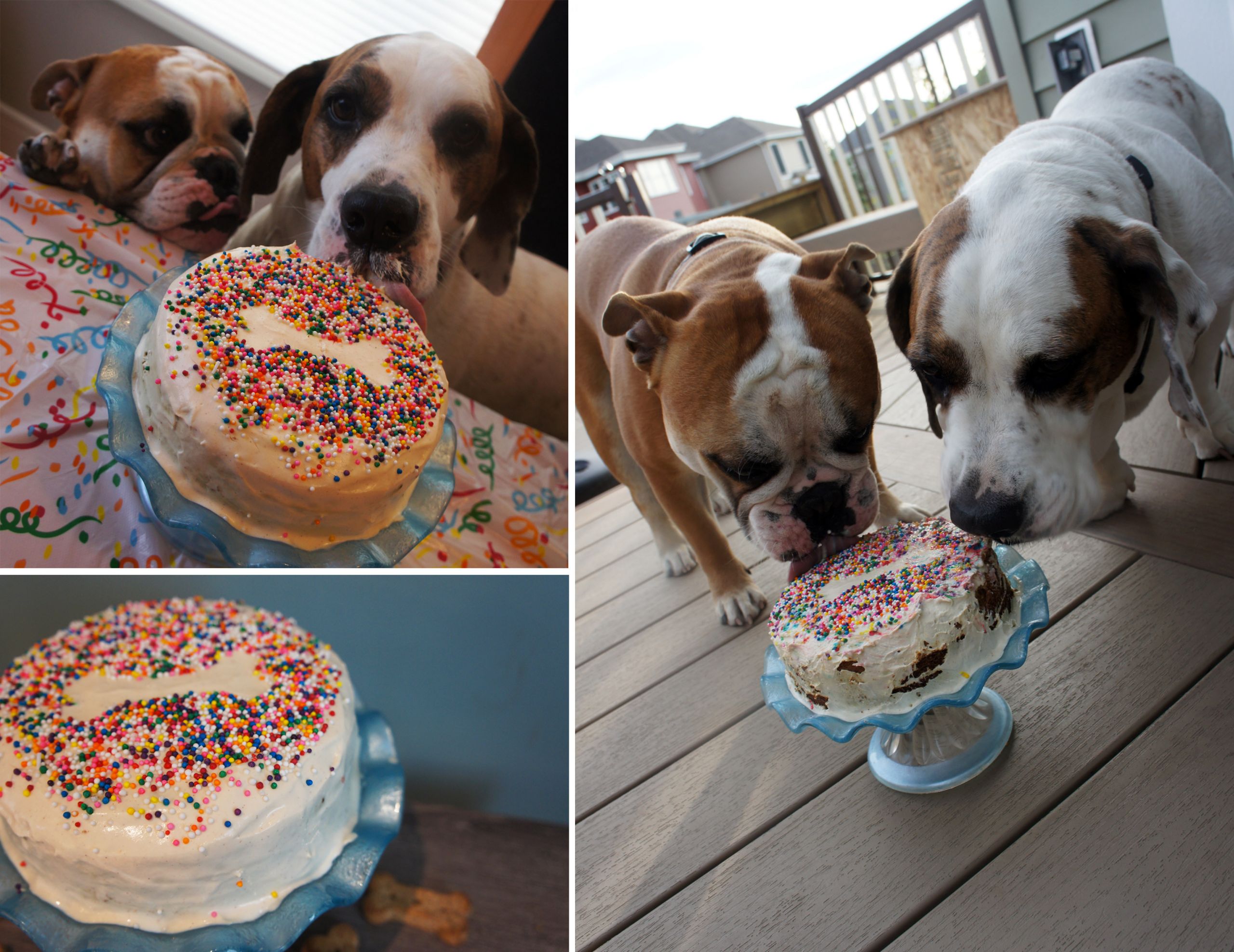Pet Birthday Cakes
 Dog birthday cake