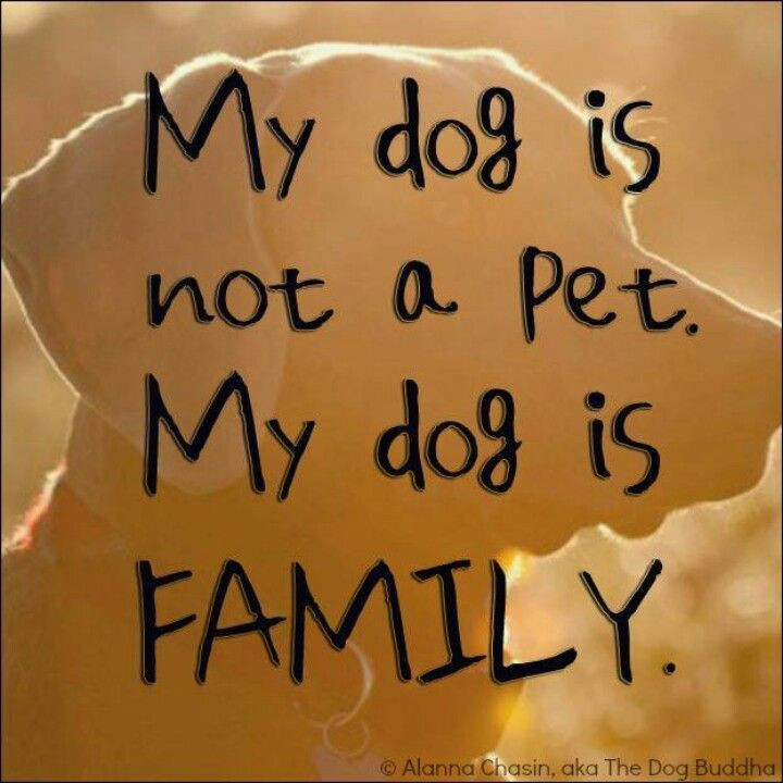 23 Ideas for Pets are Family Quotes - Home, Family, Style and Art Ideas