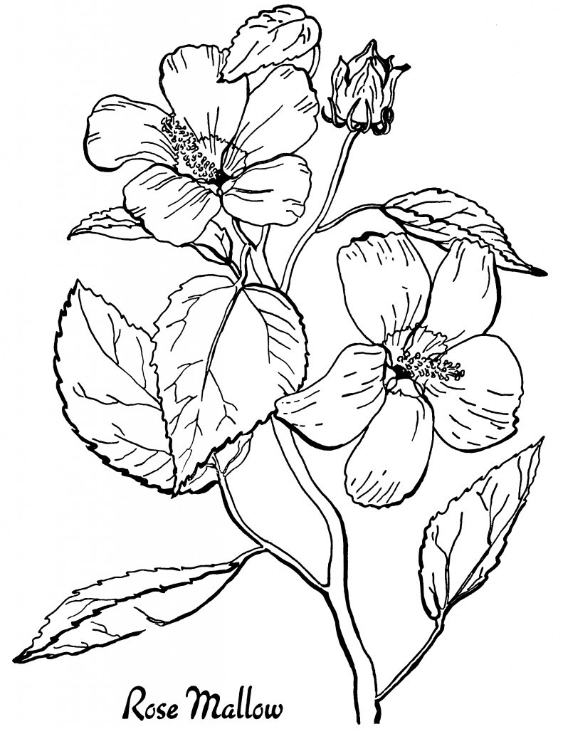 Printable Coloring Pages Adults
 10 Floral Adult Coloring Pages The Graphics Fairy