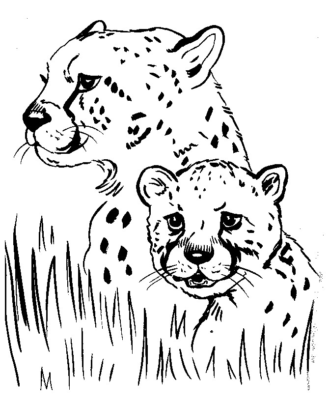 Printable Coloring Pages Animals
 Realistic Animal Coloring Pages