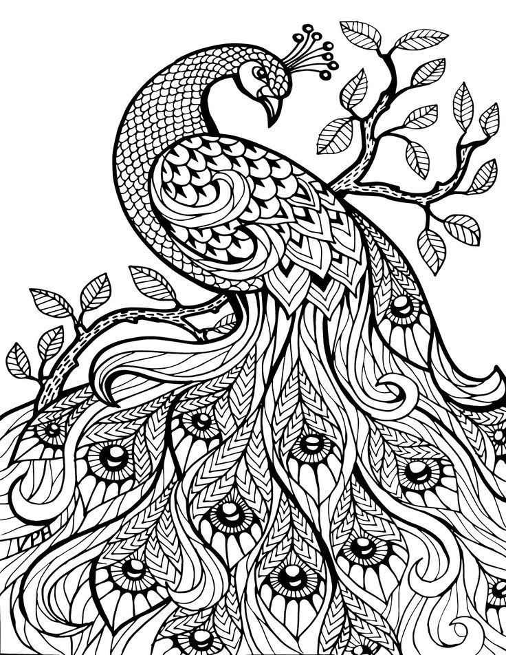 Printable Coloring Pages Animals
 Pin em Adult Coloring Book Animals
