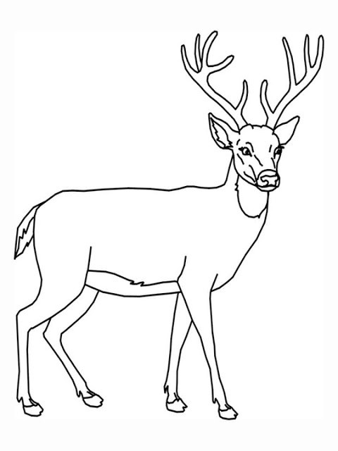 Printable Deer Coloring Pages
 transmissionpress Free Printable Animal Deer Coloring