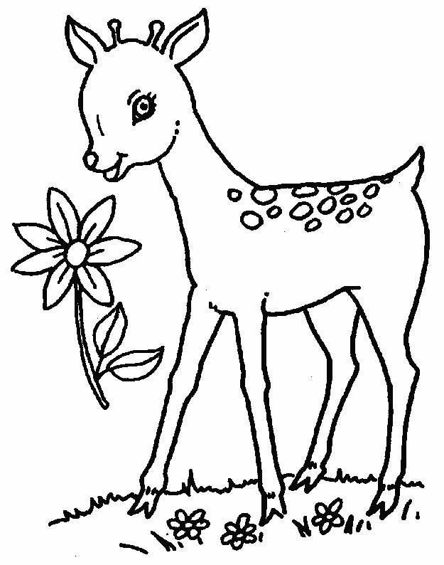 Printable Deer Coloring Pages
 Free Printable Deer Coloring Pages For Kids