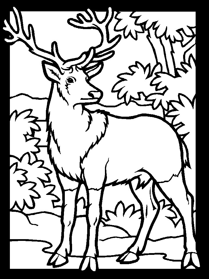 Printable Deer Coloring Pages
 Deer Coloring Pages