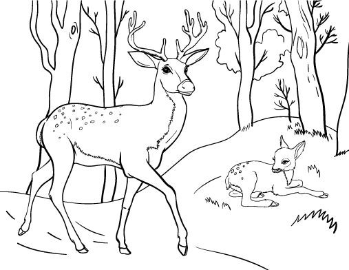 Printable Deer Coloring Pages
 Printable deer coloring page Free PDF at