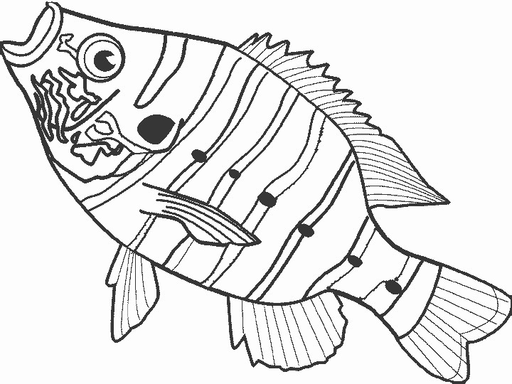 Printable Fish Coloring Pages
 Free Fish Coloring Pages for Kids Disney Coloring Pages