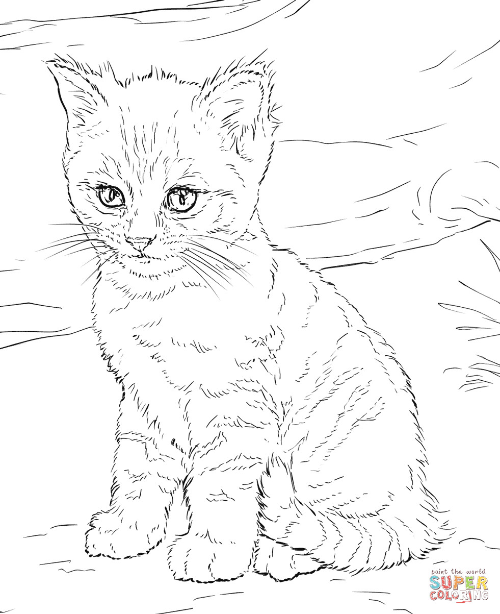 Printable Kitten Coloring Pages
 Cute Kitten coloring page