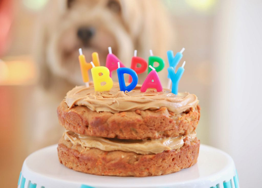 Puppy Birthday Cake Recipe
 Dog Birthday Cake Recipe For Your Furry Friend Bigger