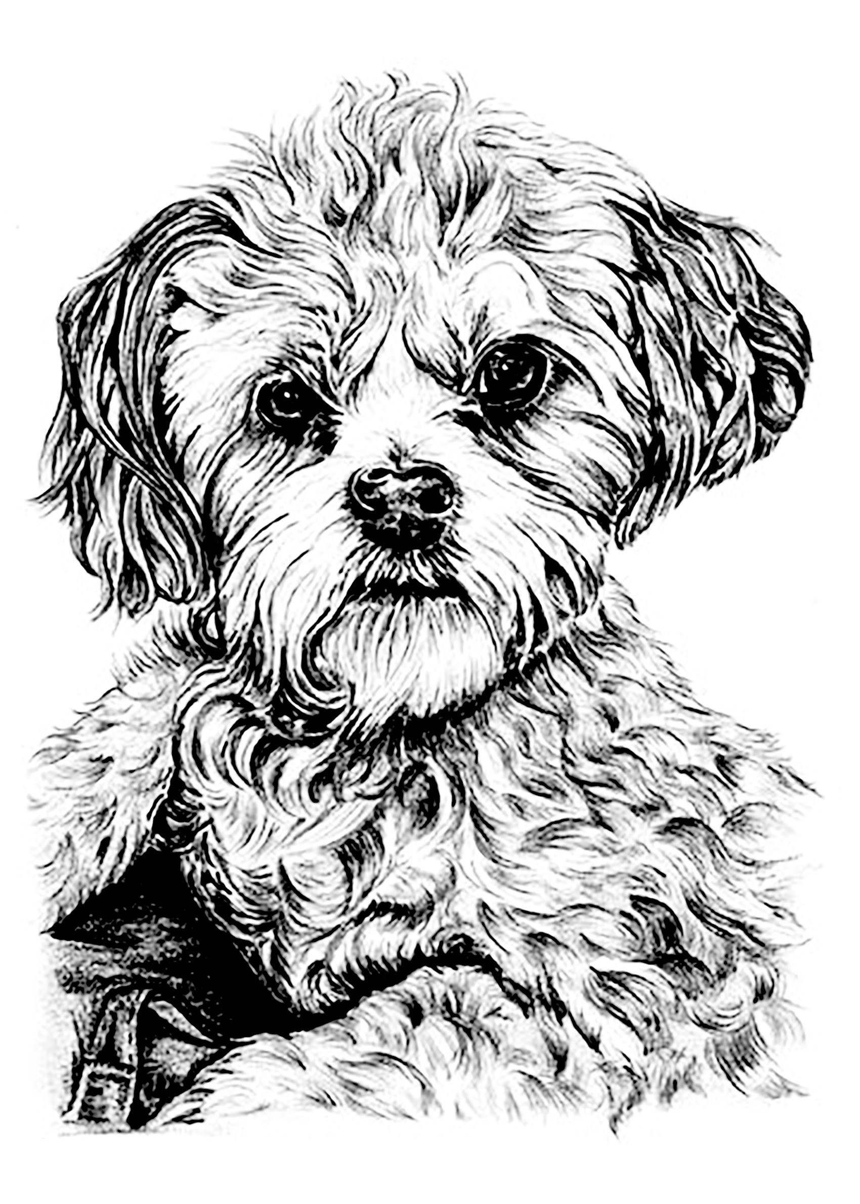 Puppy Coloring Pages For Adults
 Dog Dogs Adult Coloring Pages
