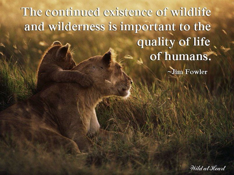 Quote About Wildlife
 World Wildlife Day 2019 Inspiring Quotes Slogan Themes