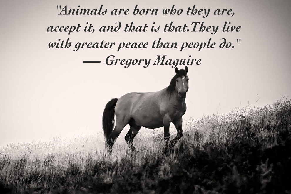 Quote About Wildlife
 25 Quotes About Animals That Will Make You A Better Human