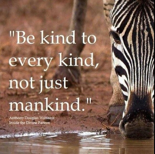 Quote About Wildlife
 kind to animals Be kind to all quote Animal rights
