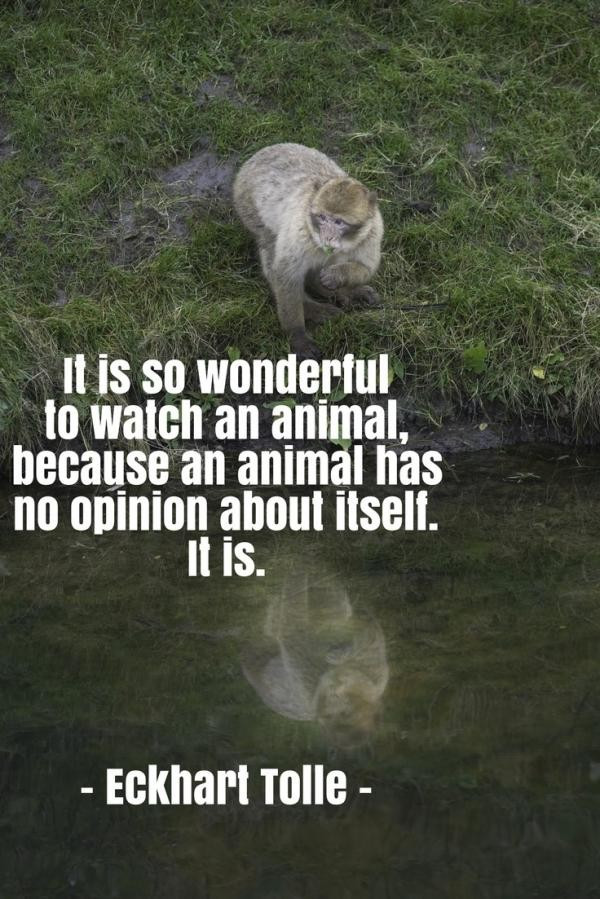 Quote About Wildlife
 Quotes About Saving Animals QuotesGram