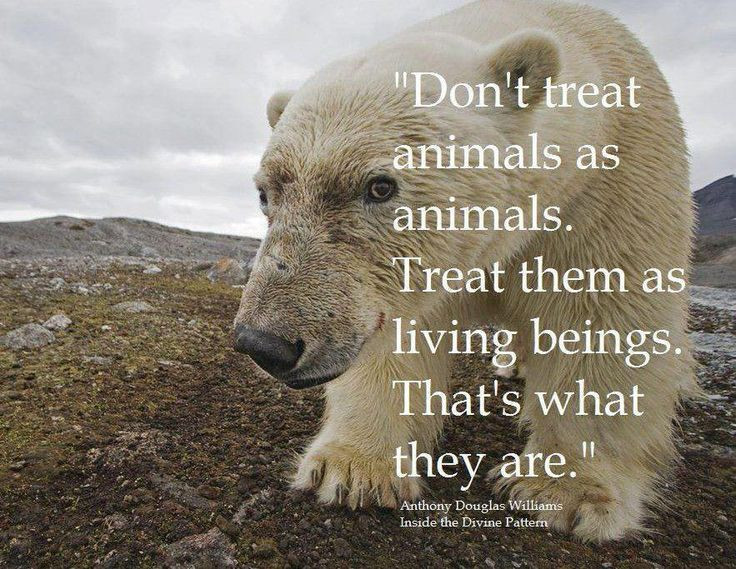 Quote About Wildlife
 Anthony Douglas Williams Animal Ethics
