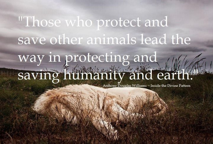 Quote About Wildlife
 Quotes about Protect wildlife 31 quotes