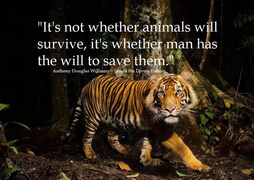 Quote About Wildlife
 World Wildlife Day 2019 Inspiring Quotes Slogan Themes