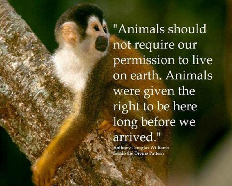Quote About Wildlife
 Quotes about Protect wildlife 31 quotes